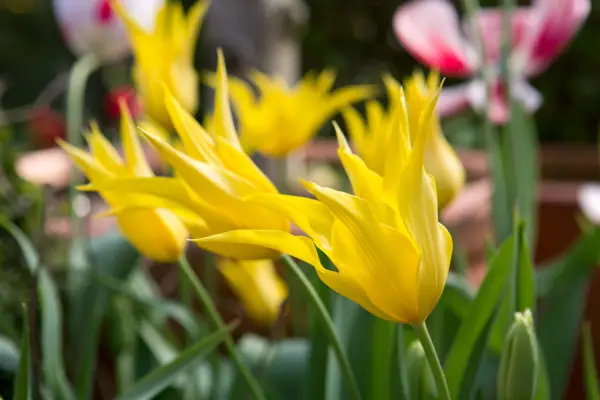 Yellow tulips with long, pointed petals
