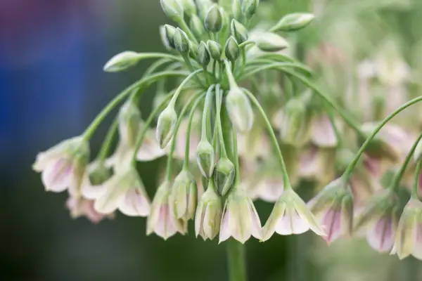 A cluster of buds and opening peach flowers of nectaroscordum
