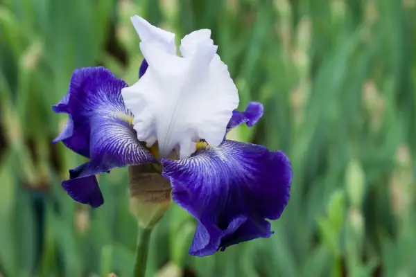 An indigo and white bearded iris
