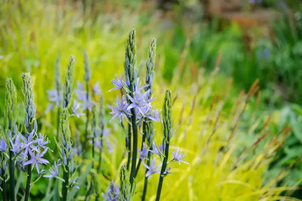 Light blue camassia flowers