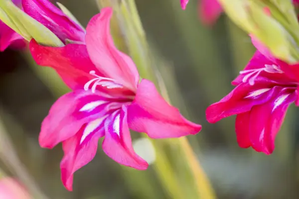 Gladiolus nanus Robinetta