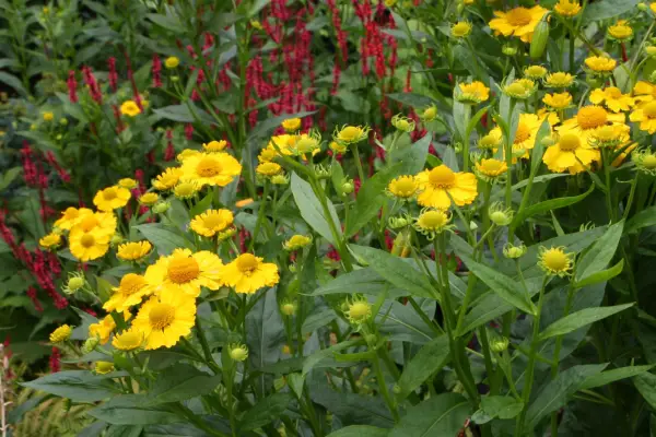 Helenium 'Butterpat'