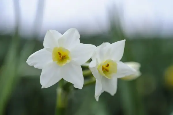 Narcissus 'Scilly White'