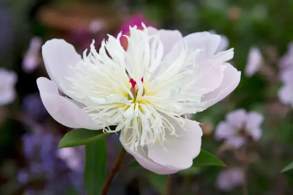 20 peonies to grow – peony 