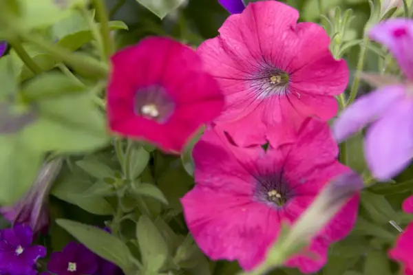 Petunia 'Sanguna Lipstick'