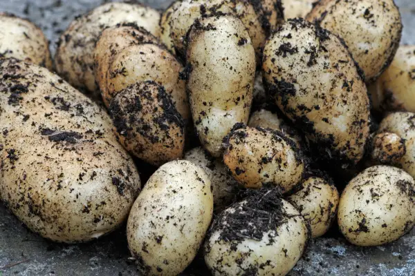 Solanum tuberosum „Arran Pilot”