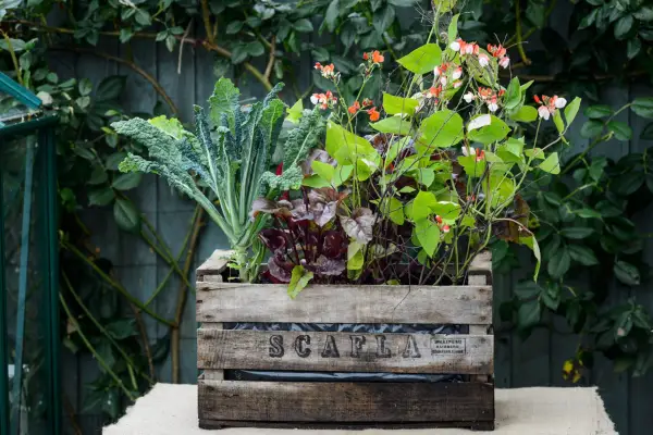 A wooden crate planted with vegetables