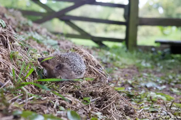 A hedgehog exploring a pile of garden clippings