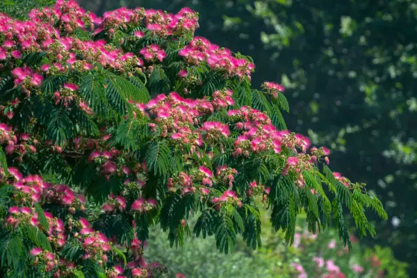 Pink blossom of Persian silk tree Albizia julibrissin. Getty Images