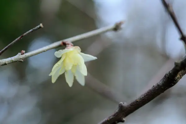 Chimonanthus praecox 'žlutá'