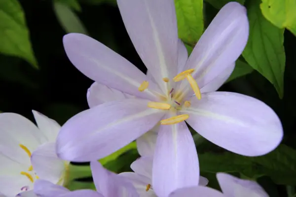 Colchicum 'Lilac Wonder'