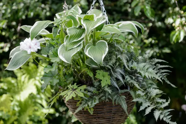 Hosta, fern and tiarella hanging basket display