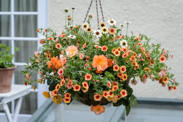 Hanging basket planted with orange flowers for full sun