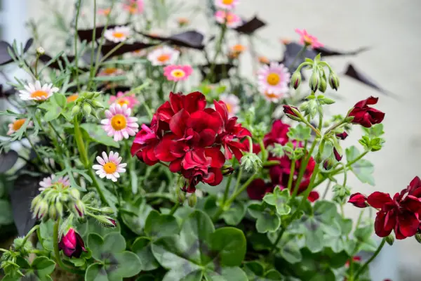 Argyranthemum and pelargonium bedding plant hanging basket
