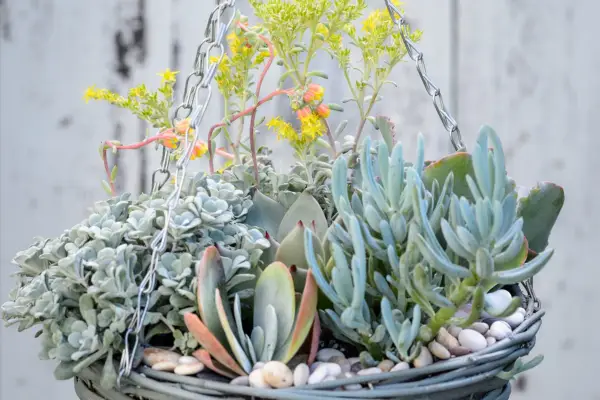 Succulent hanging basket with echeverias and sedums