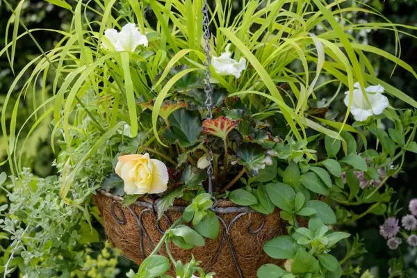 Bedding hanging basket for shade with milium and begonia