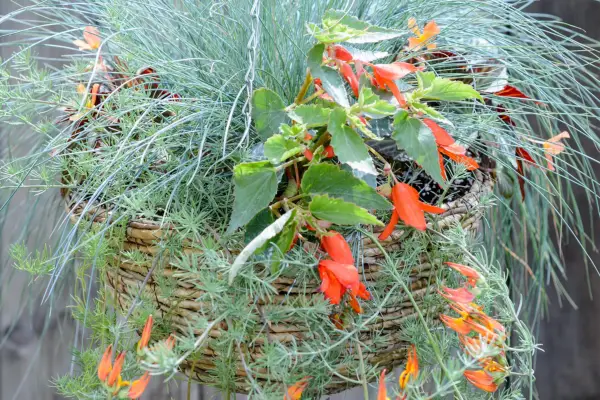 Hanging basket display with begonias and festuca