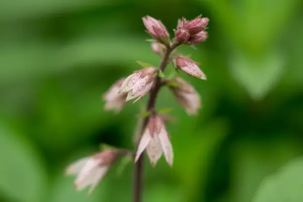 Dictmanus White var. fioletowy