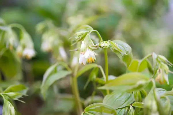 Longistylum Night Heron '