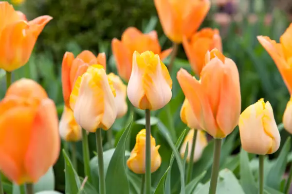 Tulip Orange Emperor