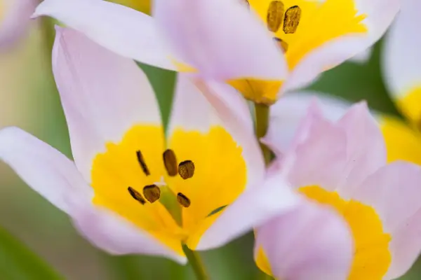 Tulipa saxatilis