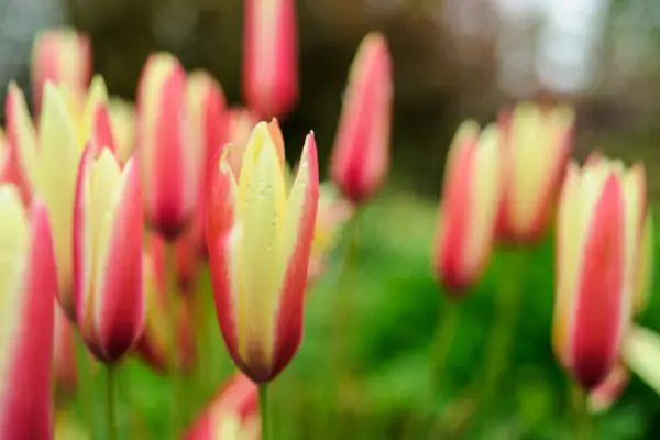 Tulipa clusiana Cynthia