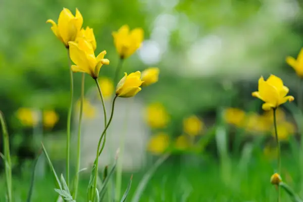 Tulipa sylvestris