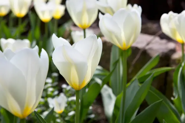 Yellow-centered, white flowers of tulip 