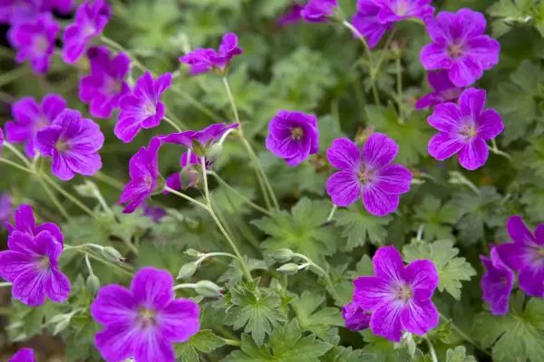 Geranium X Riversleaianum Russell Prichard