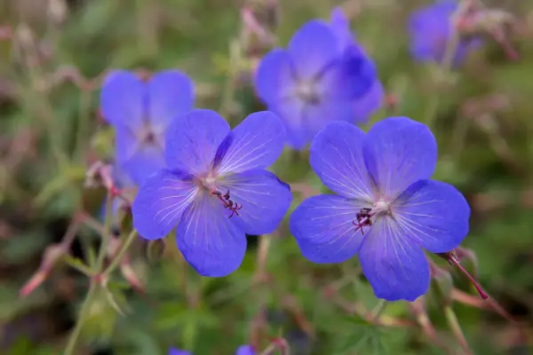 Geranium „Johnson's Blue”