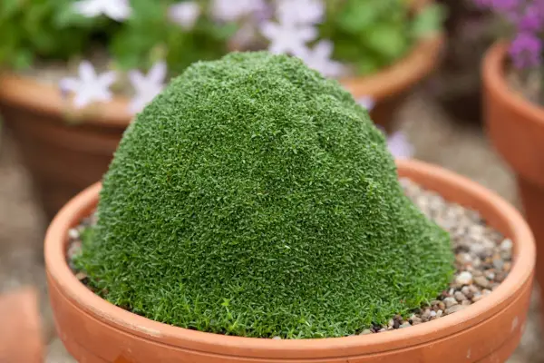 Gypsophila anestaoides