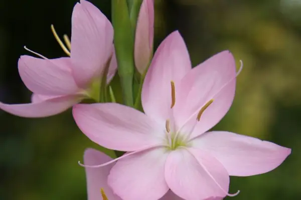 Hesperantha coccinea 'Jennifer'