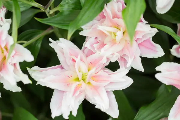 לילי 'נטליה'