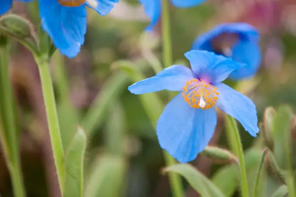 Meconopsis 'Lingholm'