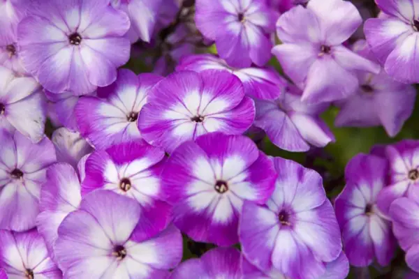 Phlox paniculata 'laura'