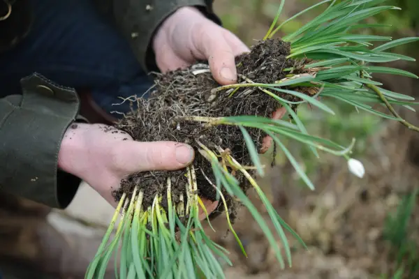 Dividing a clump of snowdrops