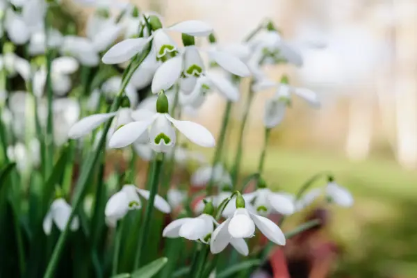 Clump of snowdrops
