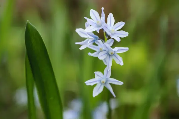 Puschkinia scilloides var. Libanotica