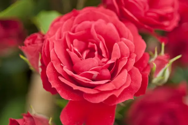 로사 '레드 모자 아가씨'