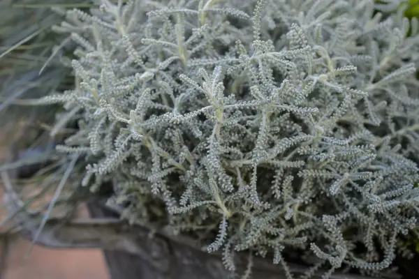 Santolina Chamaecyparissus 'Pretty Carol'