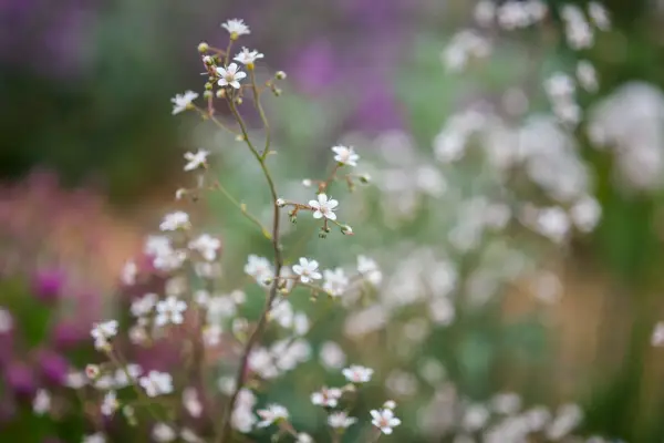 saxifraza x urbinum 'variegata'
