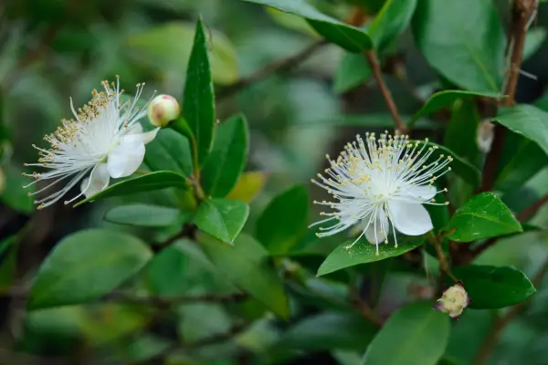 Myrtus communis