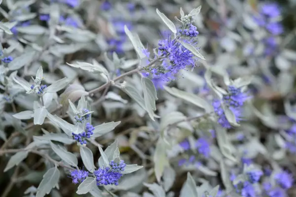 Caryopteris x clandonensis