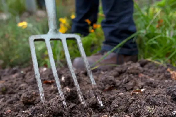 Prepare your soil by forking and improving