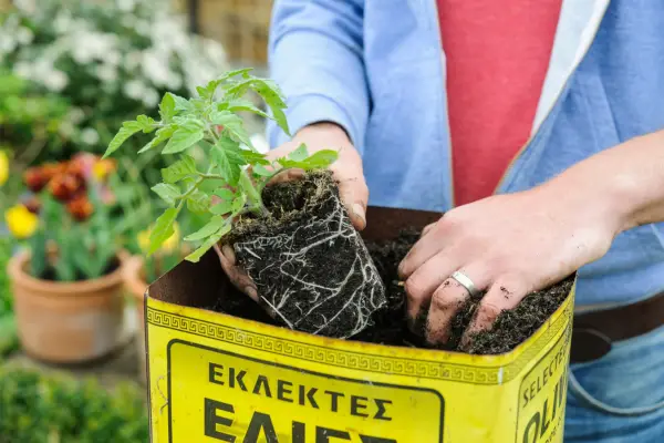 Choose a large container to grow tomatoes in