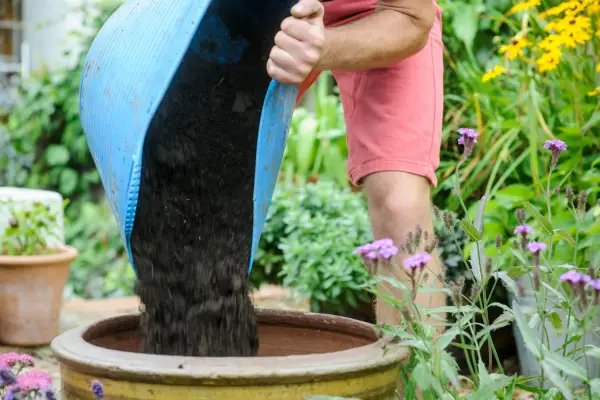 Use good-quality compost when growing tomatoes