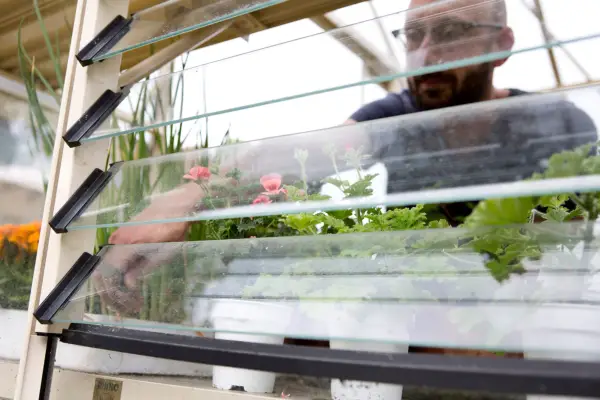 Keep indoor tomatoes well ventilated