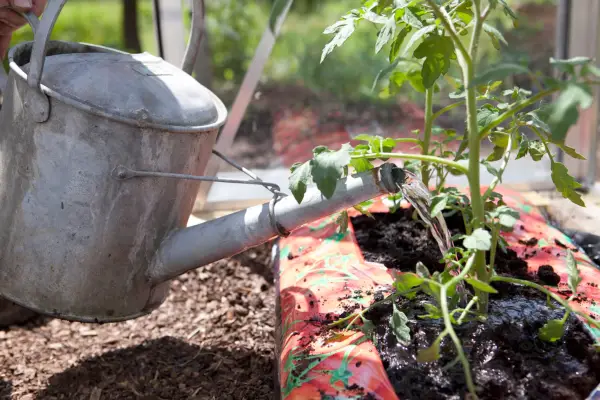 Avoid watering tomato foliage
