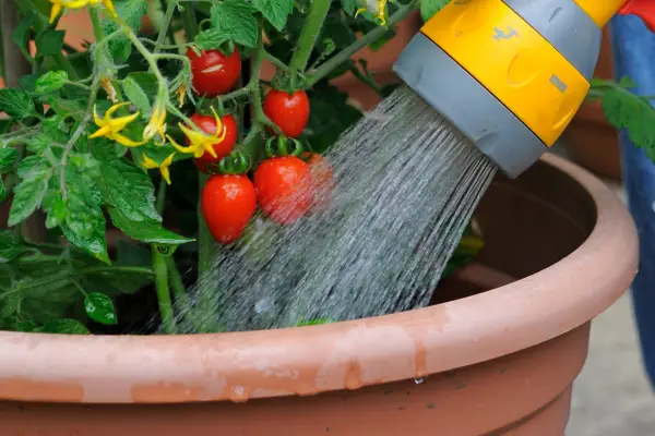 Water your tomatoes thoroughly