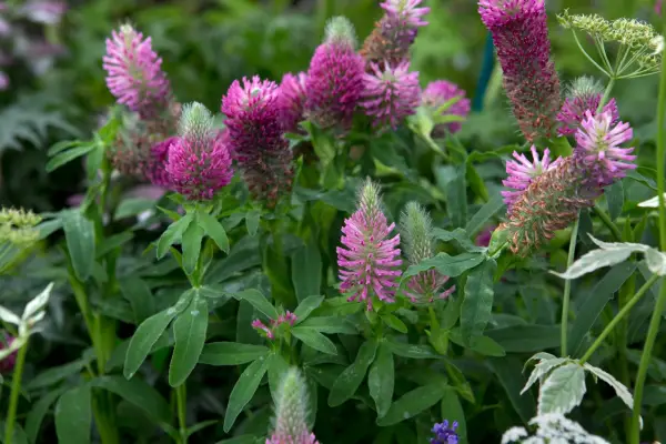 Trifolium Rubens